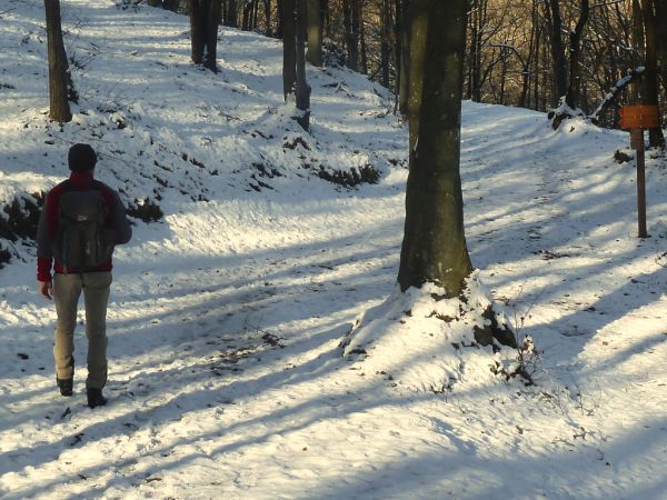 SENTIERO NEL BOSCO INNEVATO 2.jpg